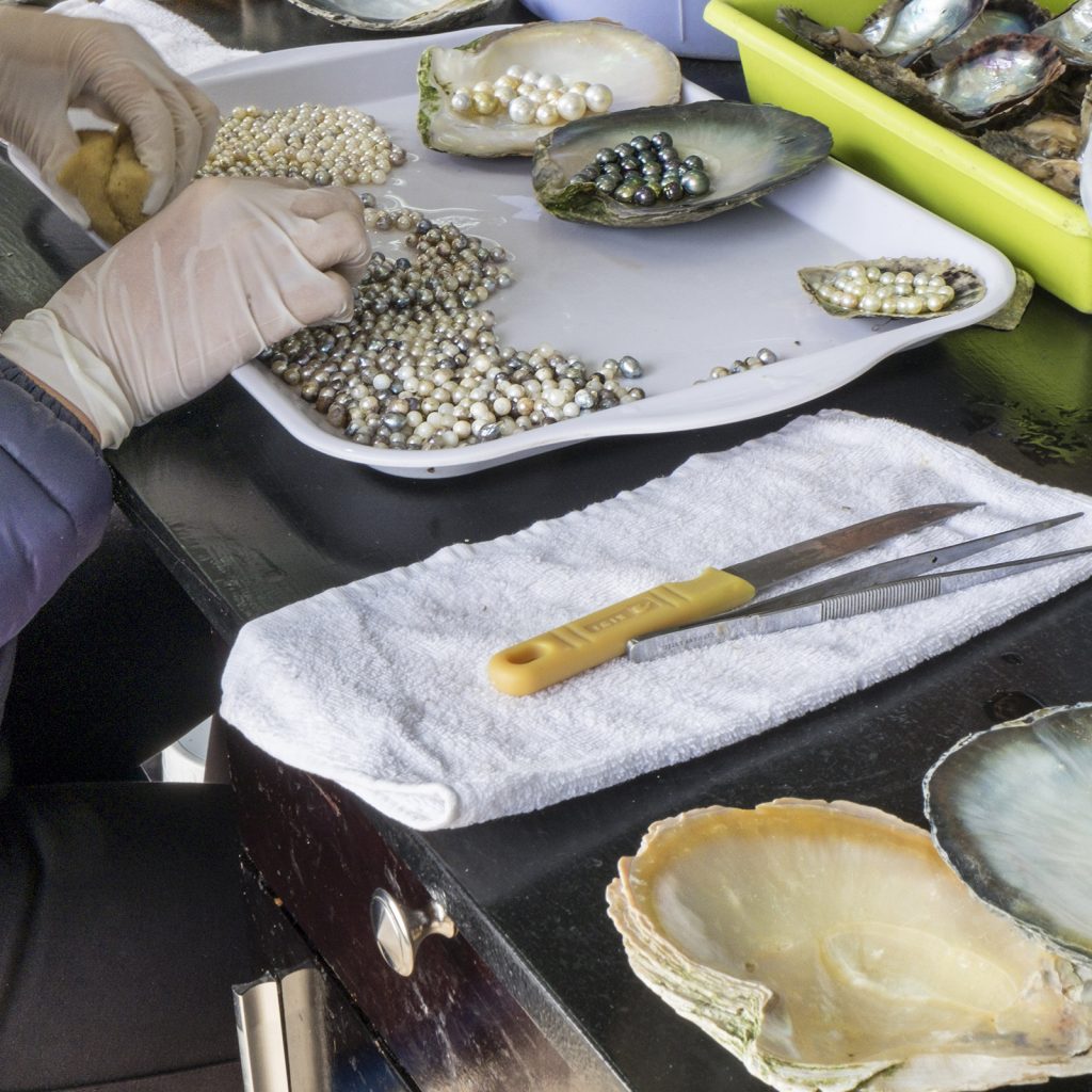 Züchtung von perlenproduzierenden Muscheln